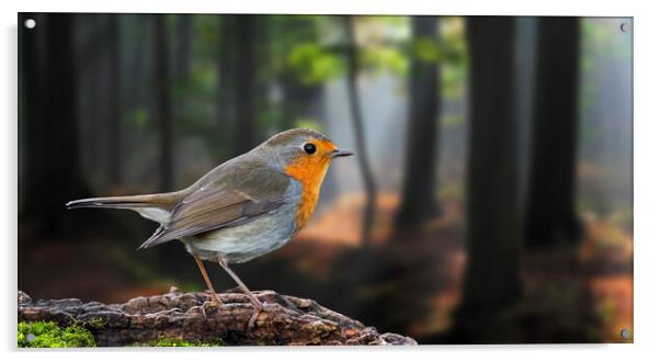 European Robin in Forest Acrylic by Arterra 