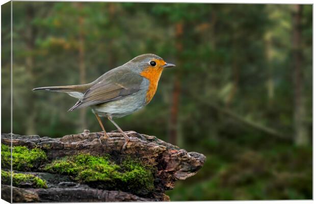 Robin on Tree Stump in Forest Canvas Print by Arterra 