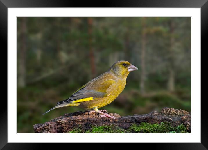 Greenfinch in Woodland Framed Mounted Print by Arterra 