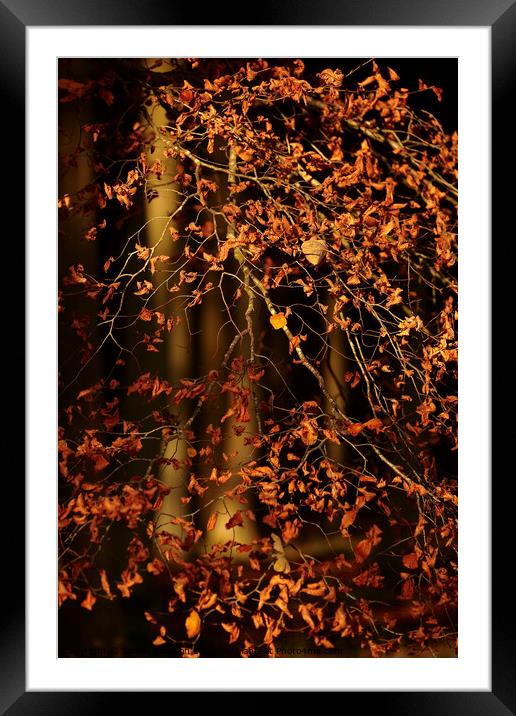 sunlit leaves Framed Mounted Print by Simon Johnson