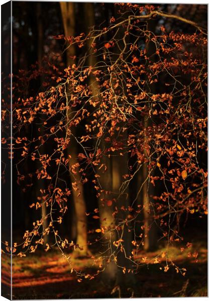 Sunlit leaves Canvas Print by Simon Johnson