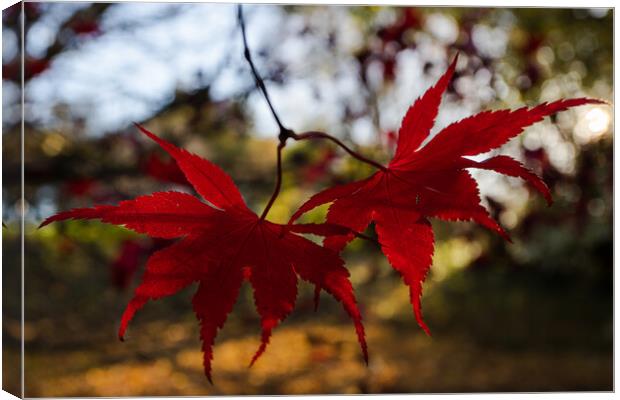 Red acer leaves at autumn Canvas Print by Jason Wells