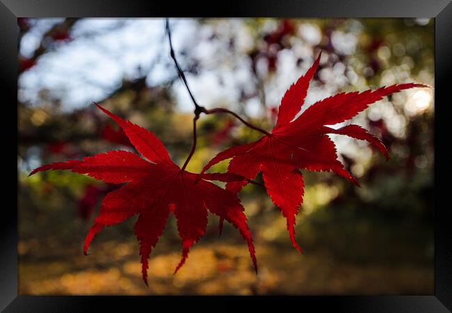 Red acer leaves at autumn Framed Print by Jason Wells