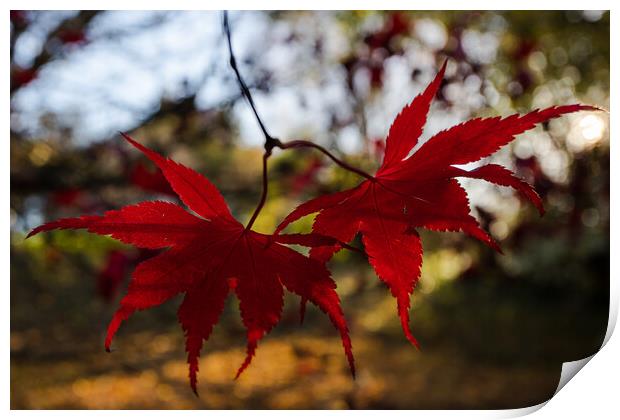 Red acer leaves at autumn Print by Jason Wells