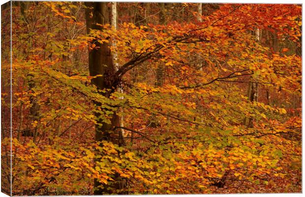 Autum Colour Canvas Print by Simon Johnson