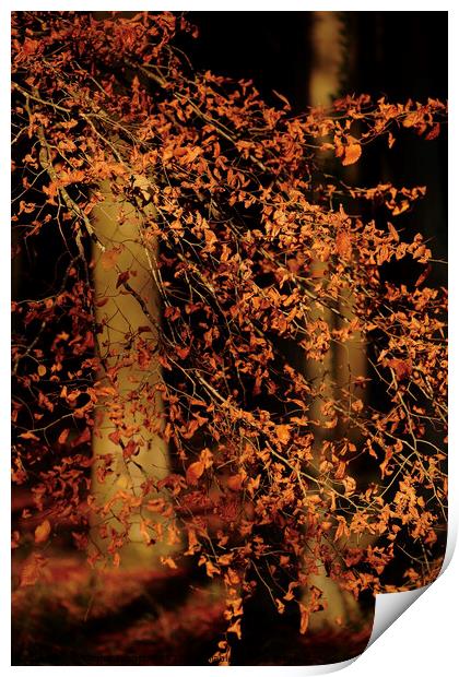 sunlit Beech Leaves Print by Simon Johnson