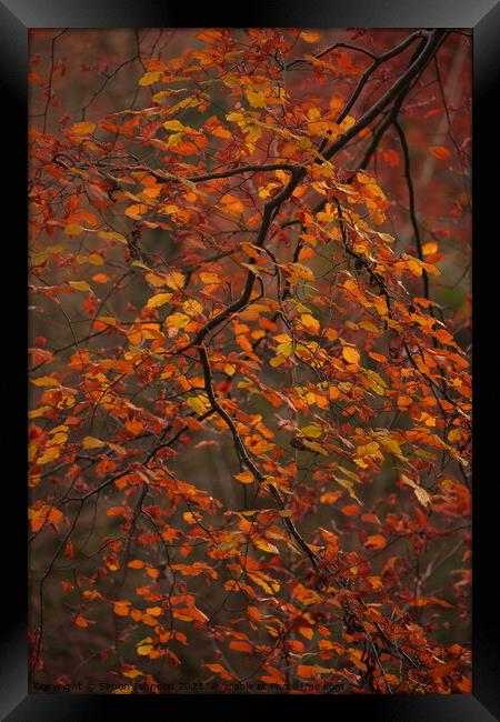 Autumn beech leaves Framed Print by Simon Johnson