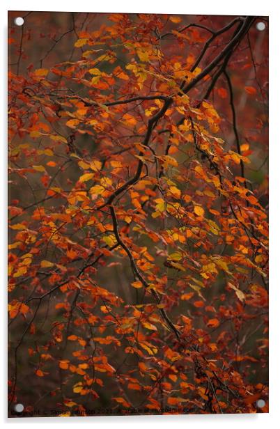 Autumn beech leaves Acrylic by Simon Johnson