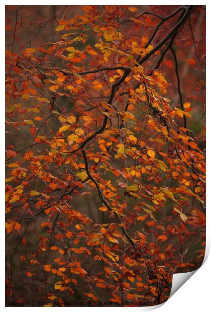 Autumn beech leaves Print by Simon Johnson