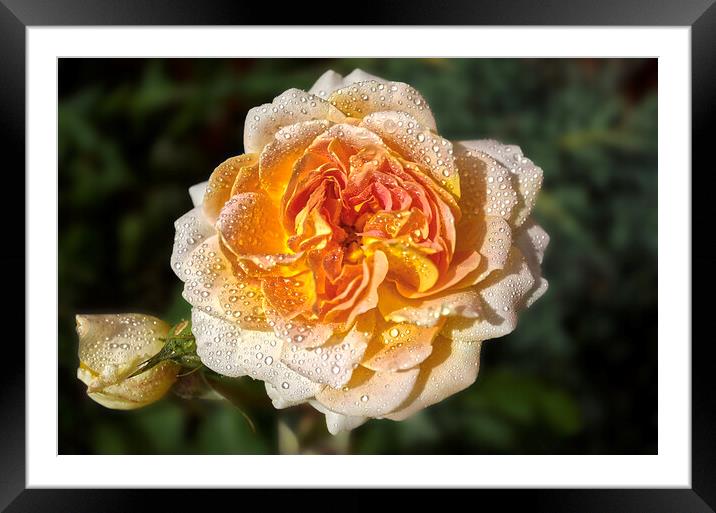 Yellow Roses Framed Mounted Print by Alison Chambers