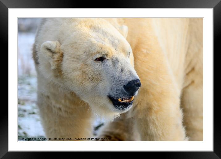 Male polar bear close up Framed Mounted Print by Angus McComiskey