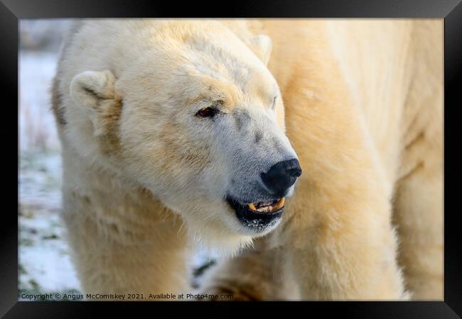 Male polar bear close up Framed Print by Angus McComiskey