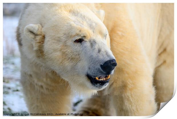 Male polar bear close up Print by Angus McComiskey