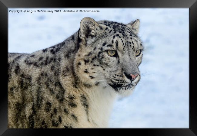 Snow leopard portrait #2 Framed Print by Angus McComiskey