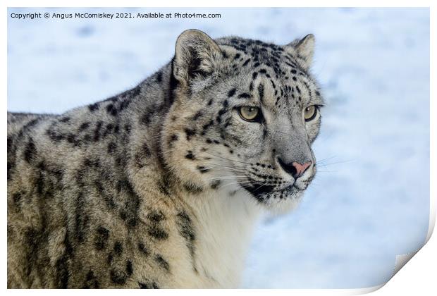 Snow leopard portrait #2 Print by Angus McComiskey