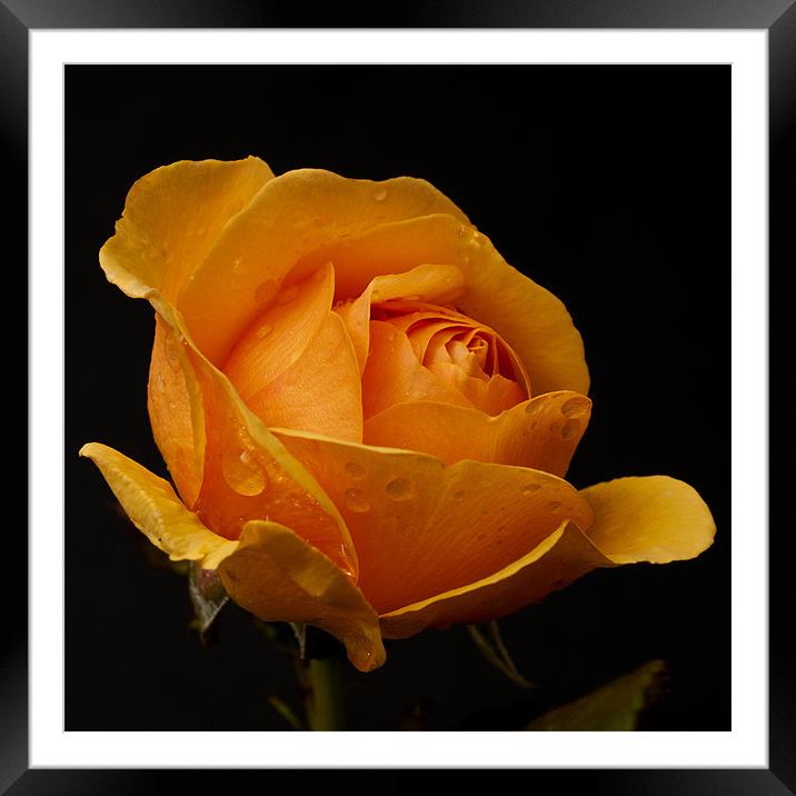 Orange Rose Framed Mounted Print by Steve Purnell