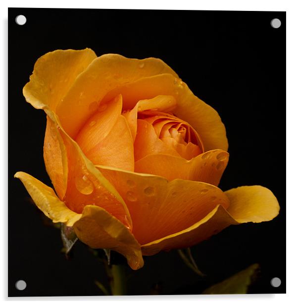 Orange Rose Acrylic by Steve Purnell