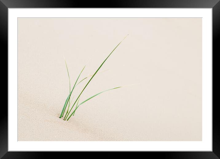 Young marram grass next to Formby beach Framed Mounted Print by Jason Wells