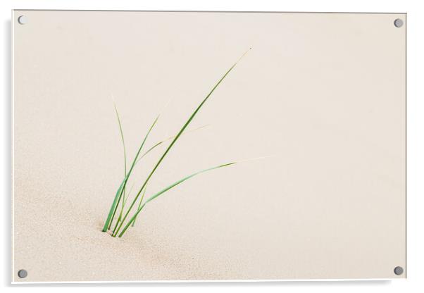 Young marram grass next to Formby beach Acrylic by Jason Wells