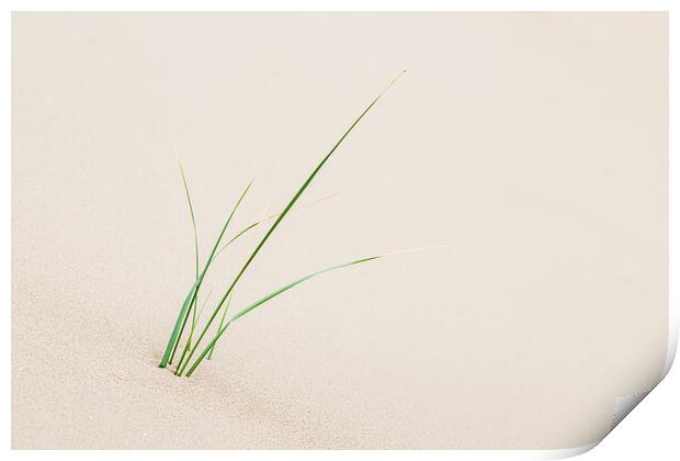Young marram grass next to Formby beach Print by Jason Wells