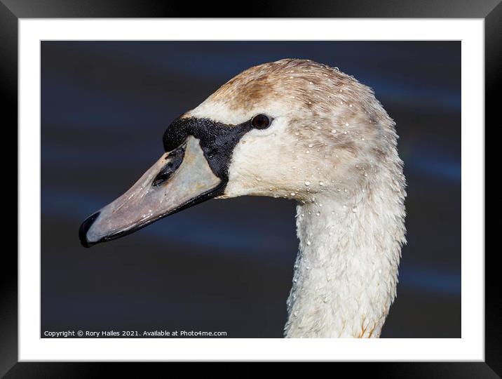 Swan watching you Framed Mounted Print by Rory Hailes