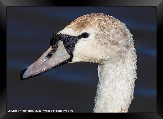 Swan watching you Framed Print by Rory Hailes