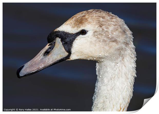 Swan watching you Print by Rory Hailes