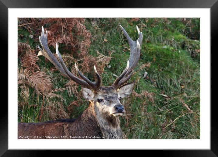 Red Stag Deer in the fern Framed Mounted Print by Liann Whorwood