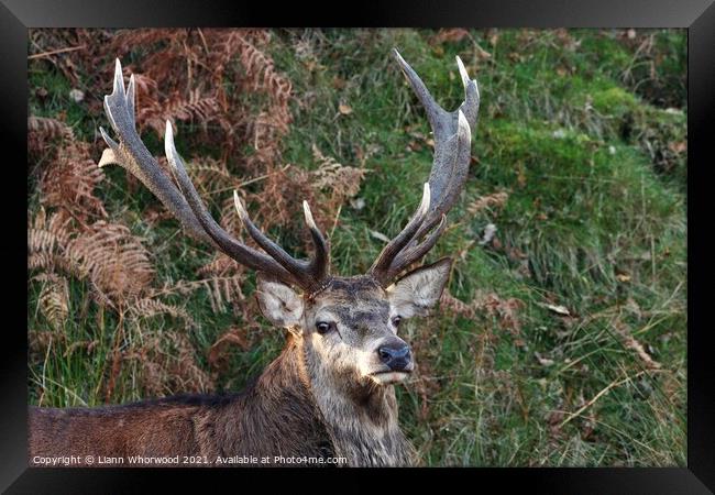 Red Stag Deer in the fern Framed Print by Liann Whorwood