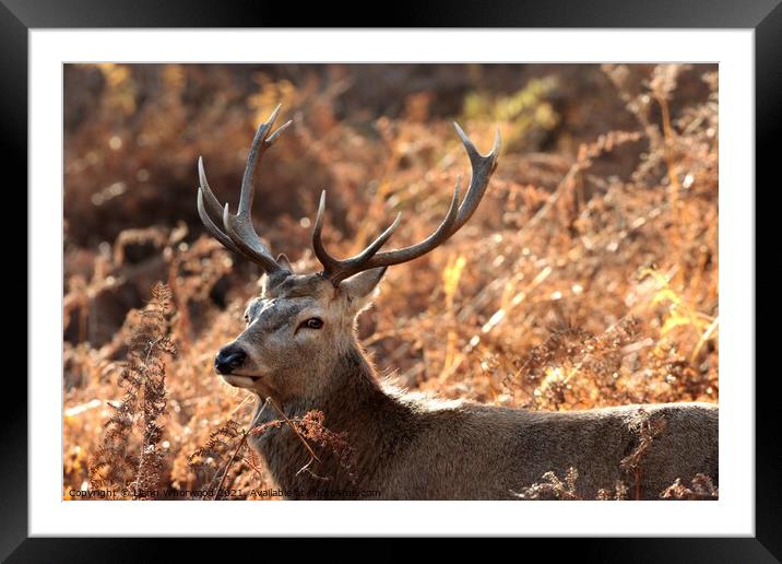 Red deer Stag in golden sunlight in autumn  Framed Mounted Print by Liann Whorwood