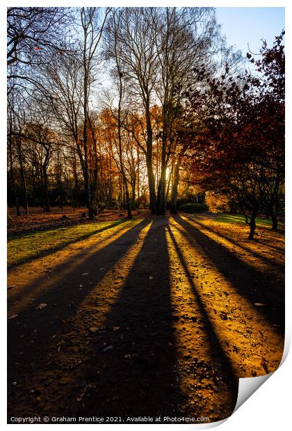 Setting Sun Through Trees Print by Graham Prentice