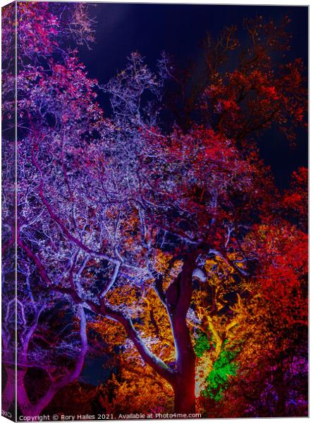 Trees or lit up with colourful lights with oil pai Canvas Print by Rory Hailes