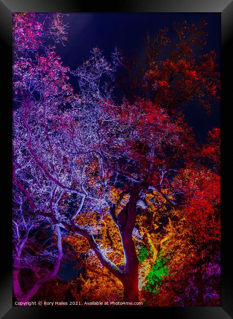 Trees or lit up with colourful lights with oil pai Framed Print by Rory Hailes