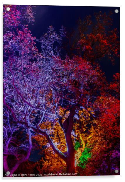 Trees or lit up with colourful lights with oil pai Acrylic by Rory Hailes