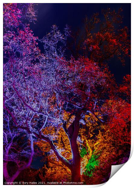 Trees or lit up with colourful lights with oil pai Print by Rory Hailes