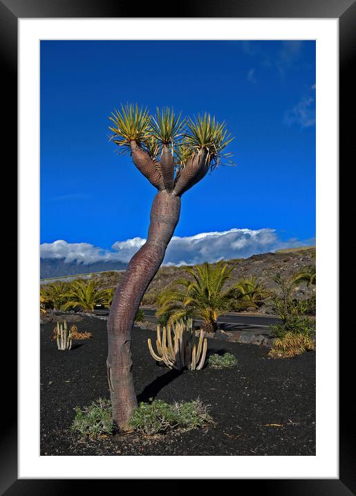 La Palma Dragon Tree Framed Mounted Print by Geoff Storey