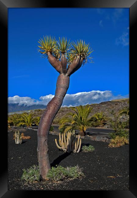 La Palma Dragon Tree Framed Print by Geoff Storey