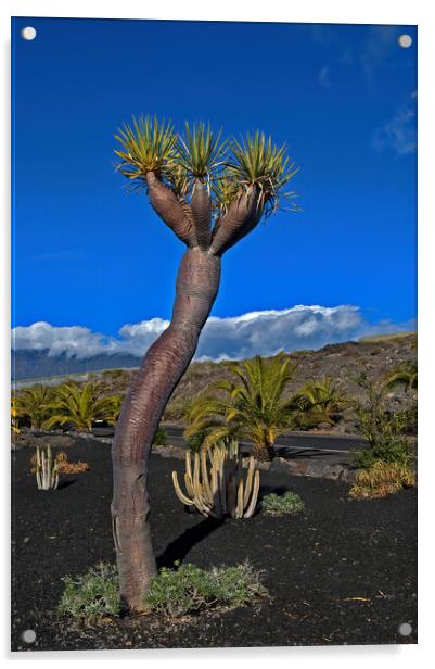 La Palma Dragon Tree Acrylic by Geoff Storey