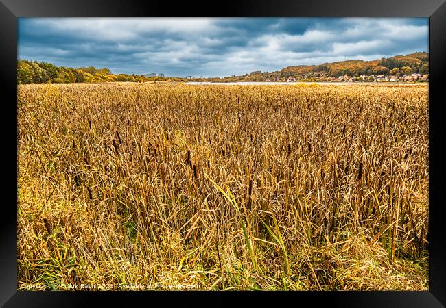 Autumn warm colored leaves, fields and wetlands near Vejle city  Framed Print by Frank Bach