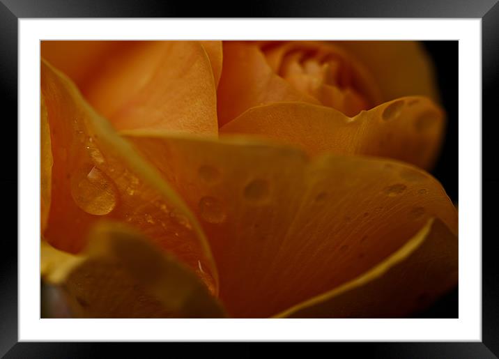 Orange Rose Dewdrop Framed Mounted Print by Steve Purnell