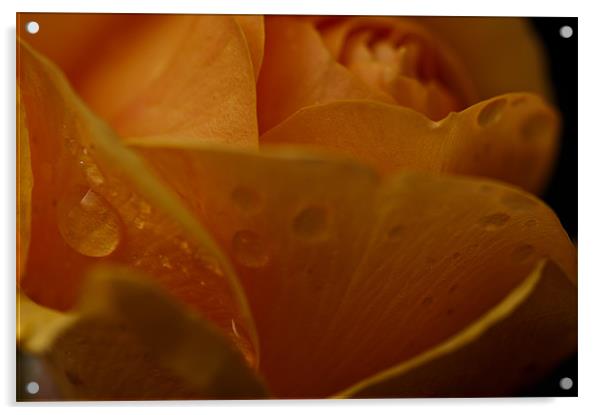 Orange Rose Dewdrop Acrylic by Steve Purnell
