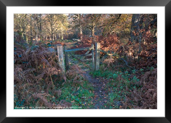 Woodland gateway Framed Mounted Print by PAUL OLBISON