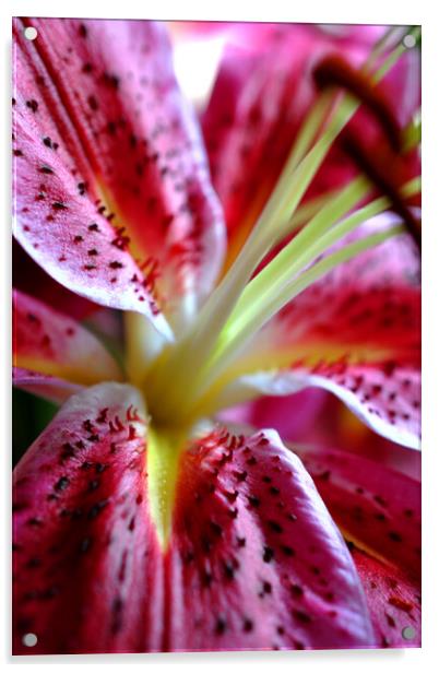Pink Lily Lilium Herbaceous Flowering Plants Acrylic by Andy Evans Photos