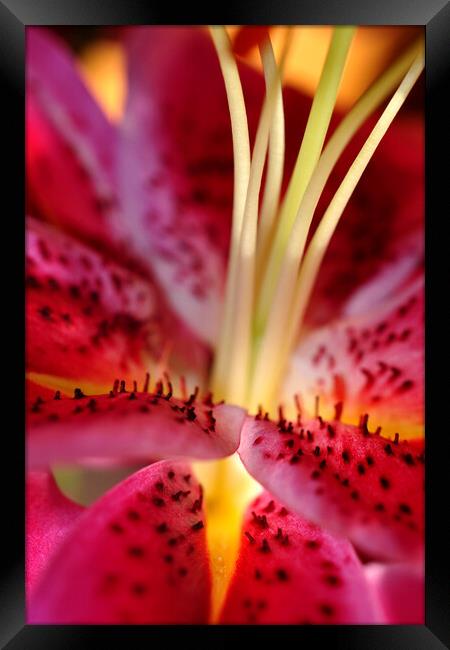 Pink Lily Lilium Herbaceous Flowering Plants Framed Print by Andy Evans Photos