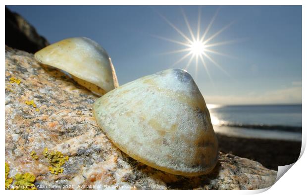 Shells Print by Allan Jones