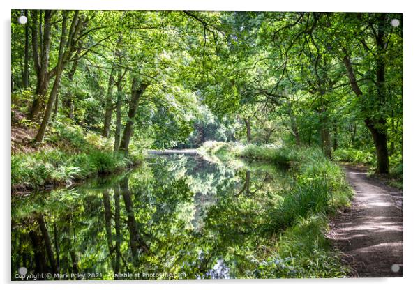Woodland reflections on Basingstoke Canal Acrylic by Mark Poley