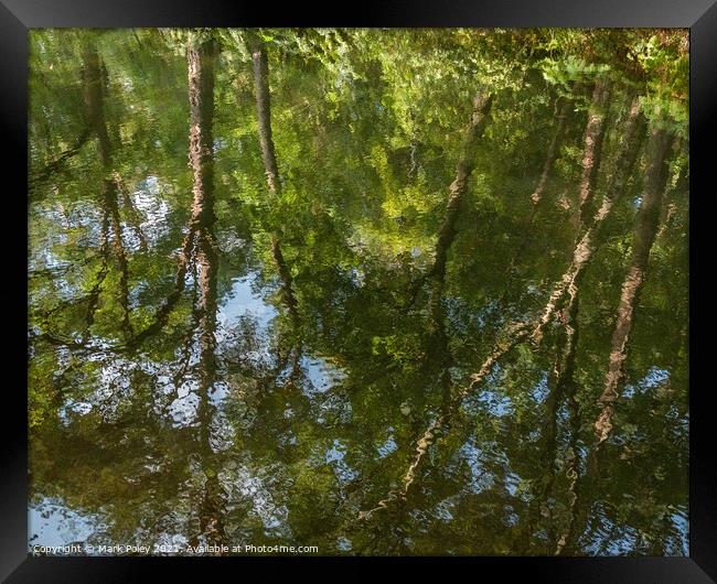 Reflections of Summer Trees along the Basingstoke  Framed Print by Mark Poley