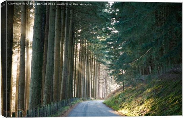Sun shines through a forest at Elan Valley, Mid Wa Canvas Print by Andrew Bartlett
