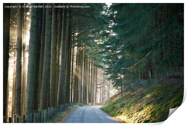 Sun shines through a forest at Elan Valley, Mid Wa Print by Andrew Bartlett