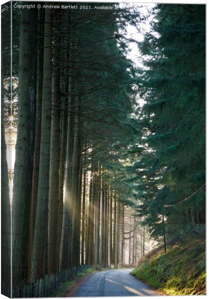 The sun shines through at forest at Elan Valley, M Canvas Print by Andrew Bartlett
